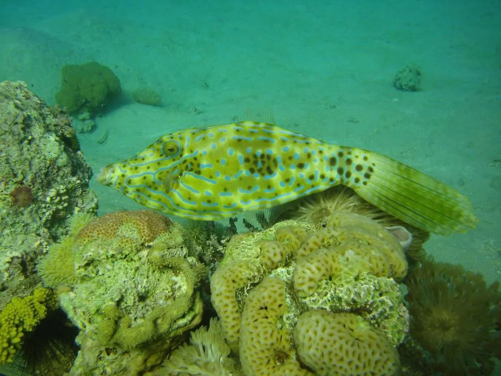 Hotel Red Sea Dive Center Áqaba