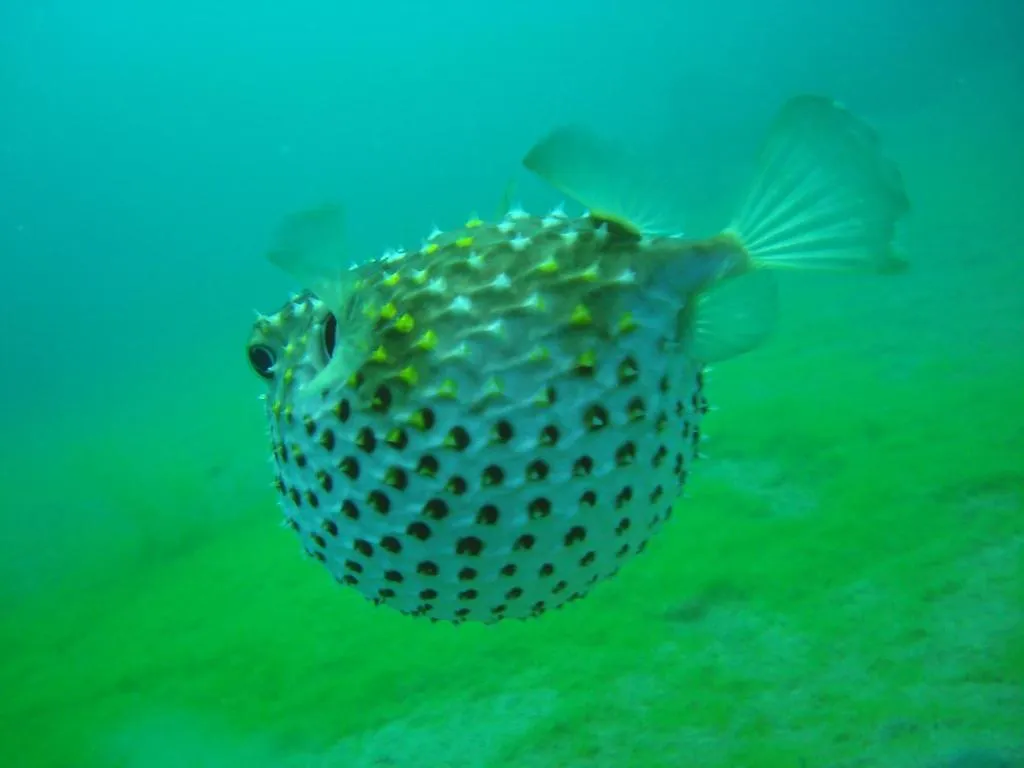 Hotel Red Sea Dive Center Áqaba Resort