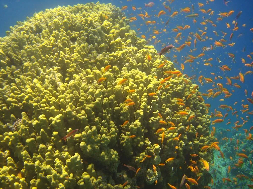 Resort Hotel Red Sea Dive Center Áqaba