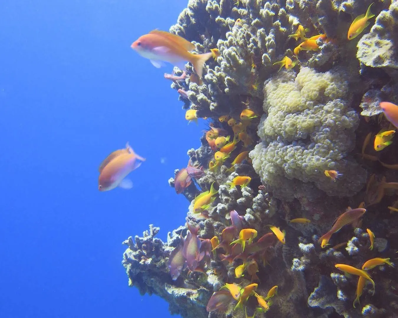 Hotel Red Sea Dive Center Áqaba Resort